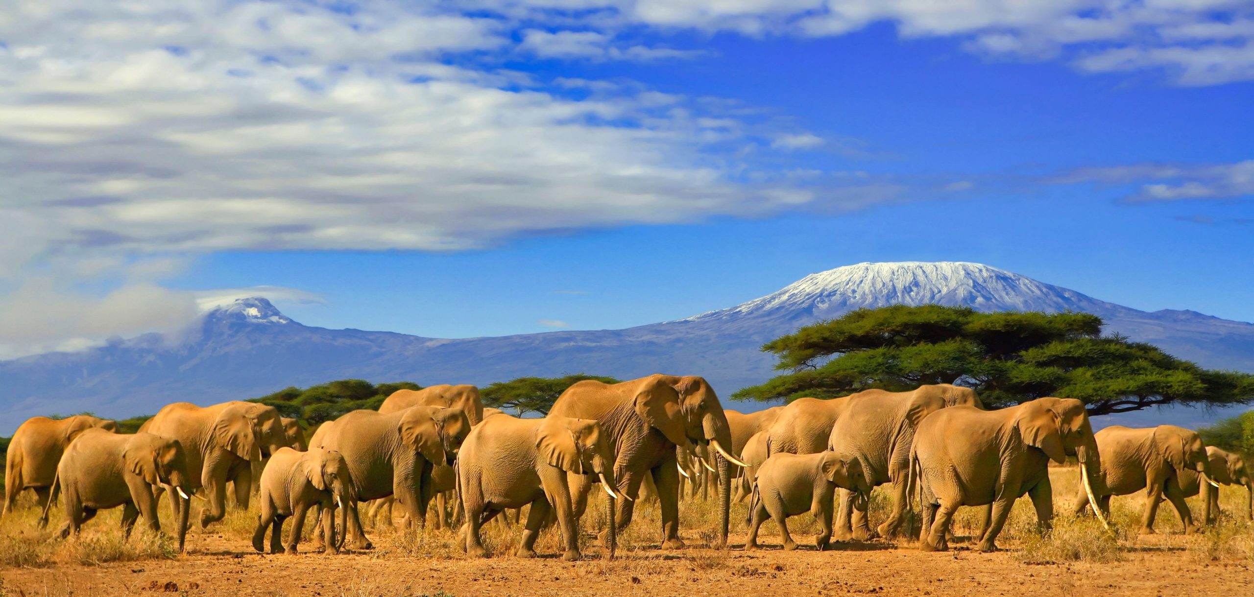 Mount Kilimanjaro Elephants