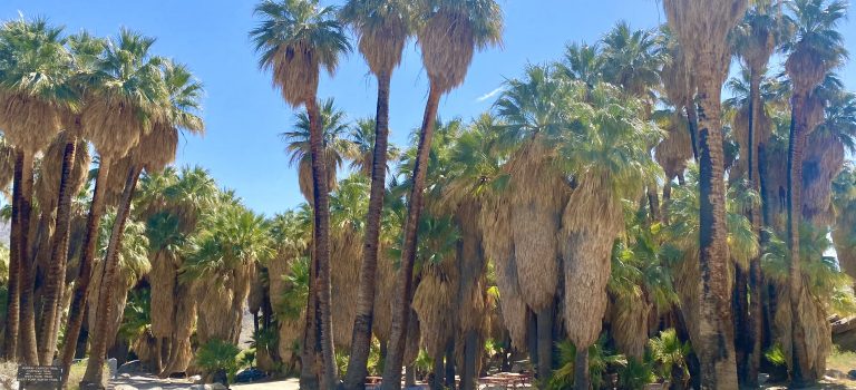 Seven Sisters Falls – Palm Springs Desert Oasis