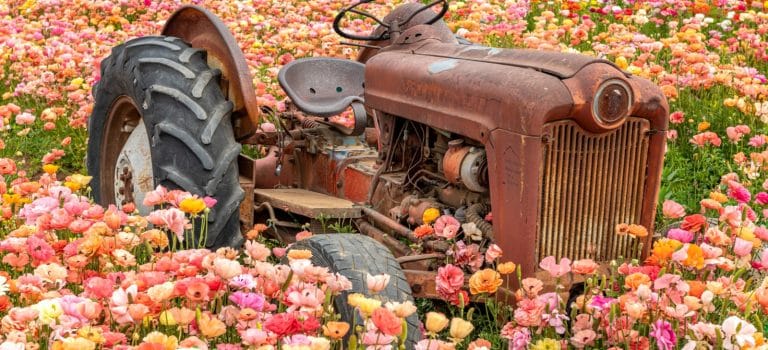 The Carlsbad Flower Fields