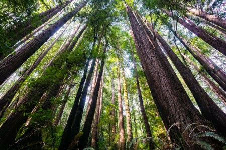 Redwood trees